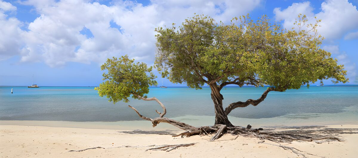 TPFR89106: Arbre solitaire sur la plage