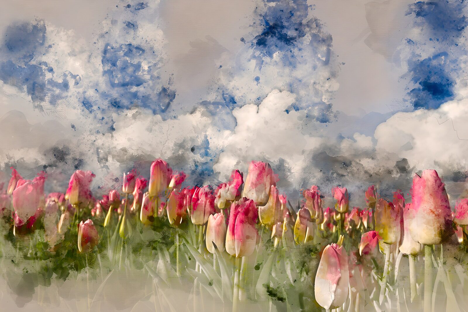 TPFR33765: Champs de tulipes sous le ciel bleu
