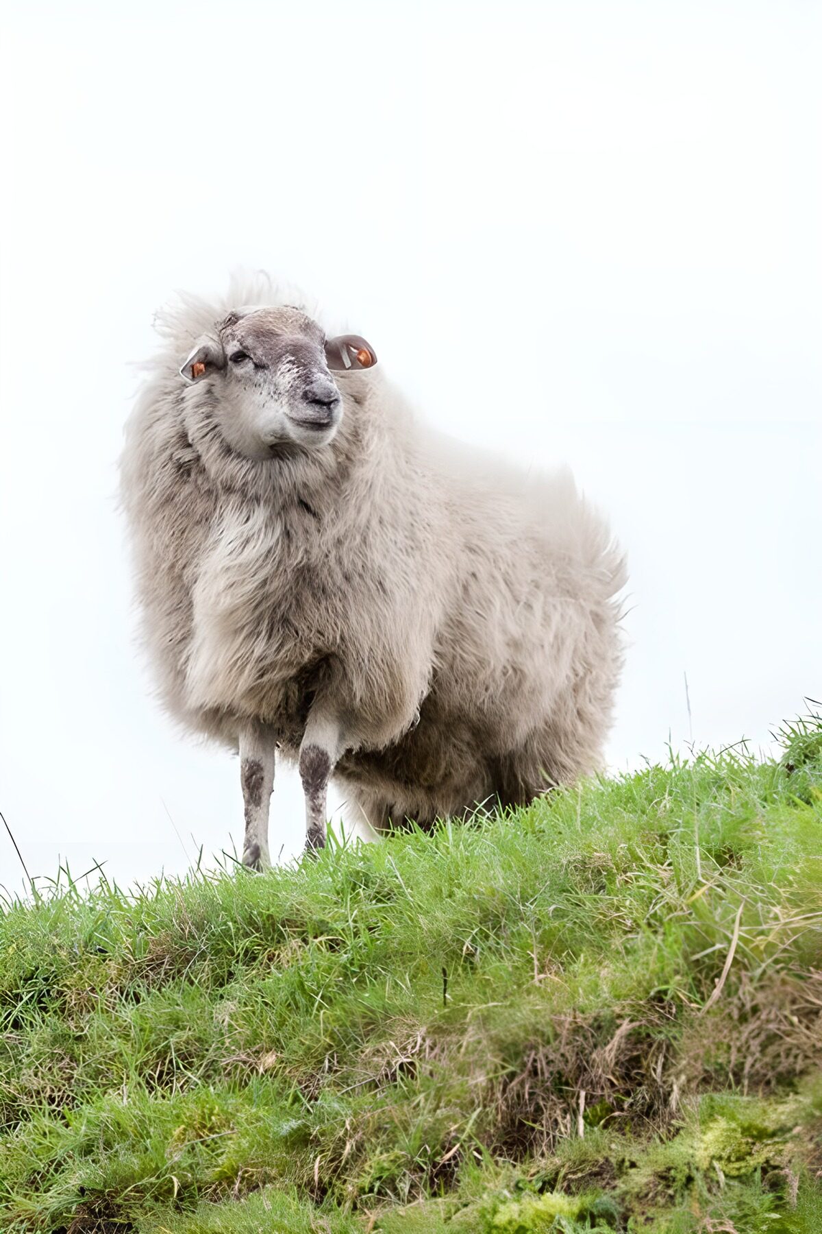 TPFR90153: Mouton sur la colline
