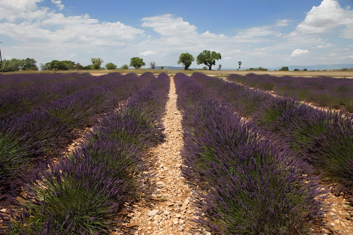 TPFR32703: Champs de lavande en Provence