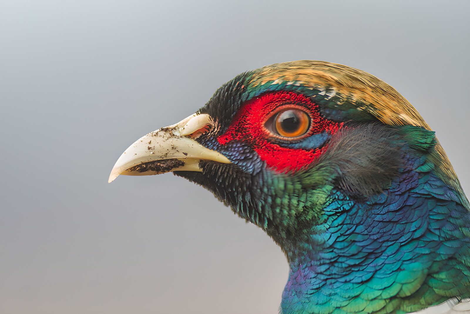 TPFR45015: Oiseau coloré avec un bec distinctif