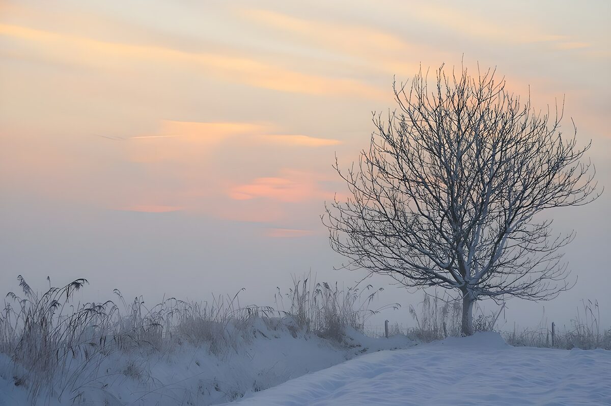 TPFR26708: Arbre isolé dans la neige au crépuscule