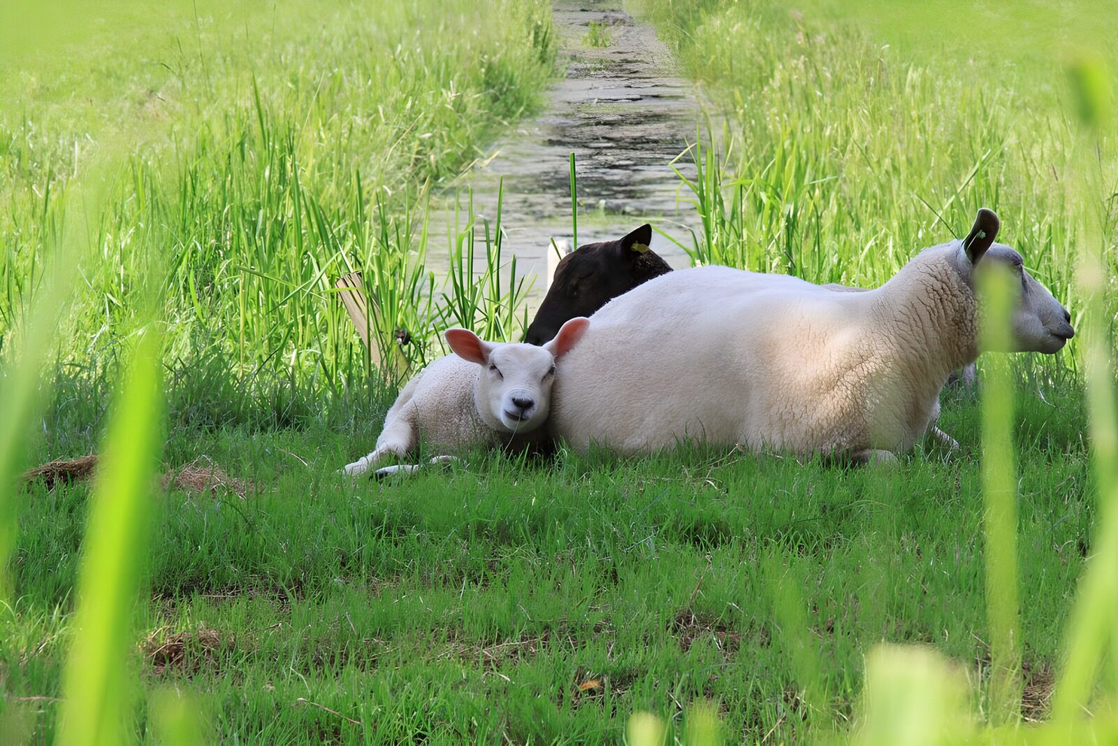 TPFR46406: Moutons paisibles dans les champs verdoyants