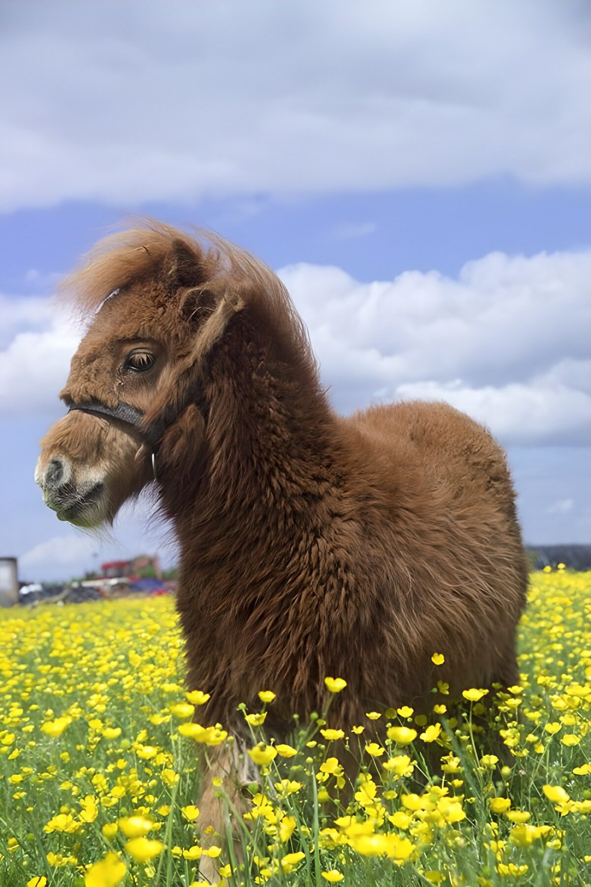 TPFR67559: Petit poney dans un champ de fleurs