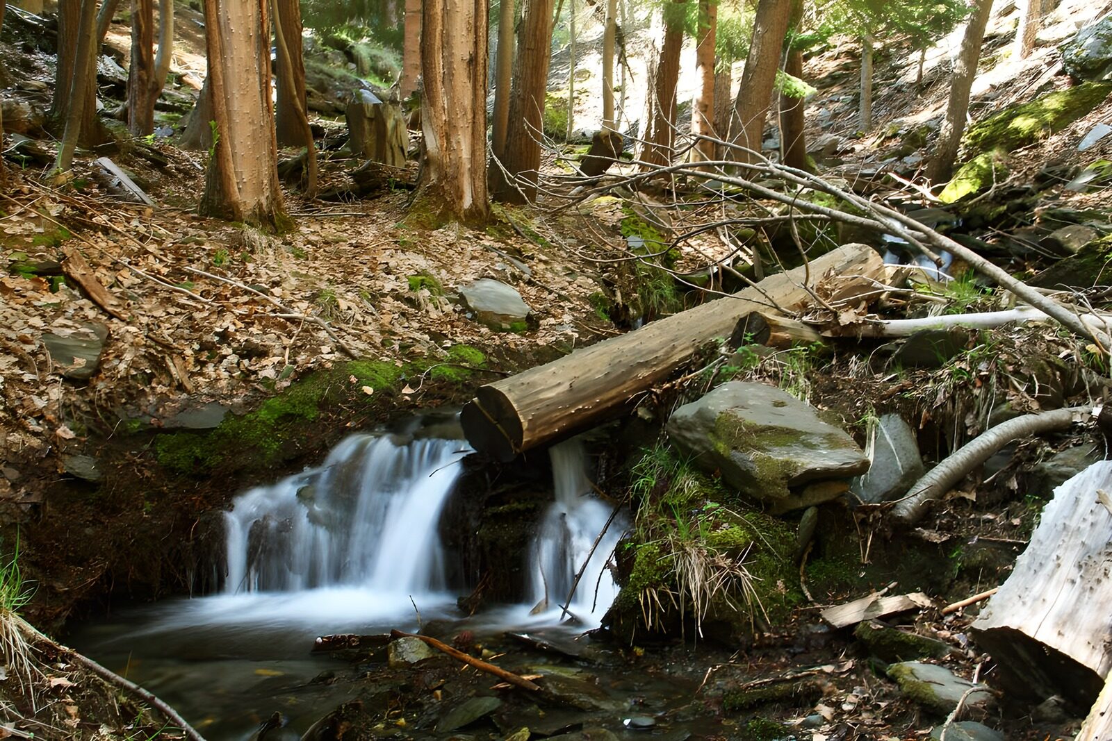TPFR19365: Cascade paisible au cœur de la forêt