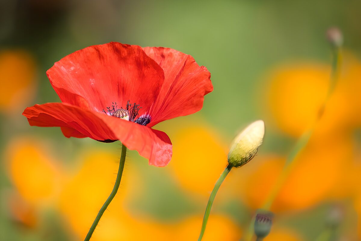 TPFR15479: Coquelicot en fleur