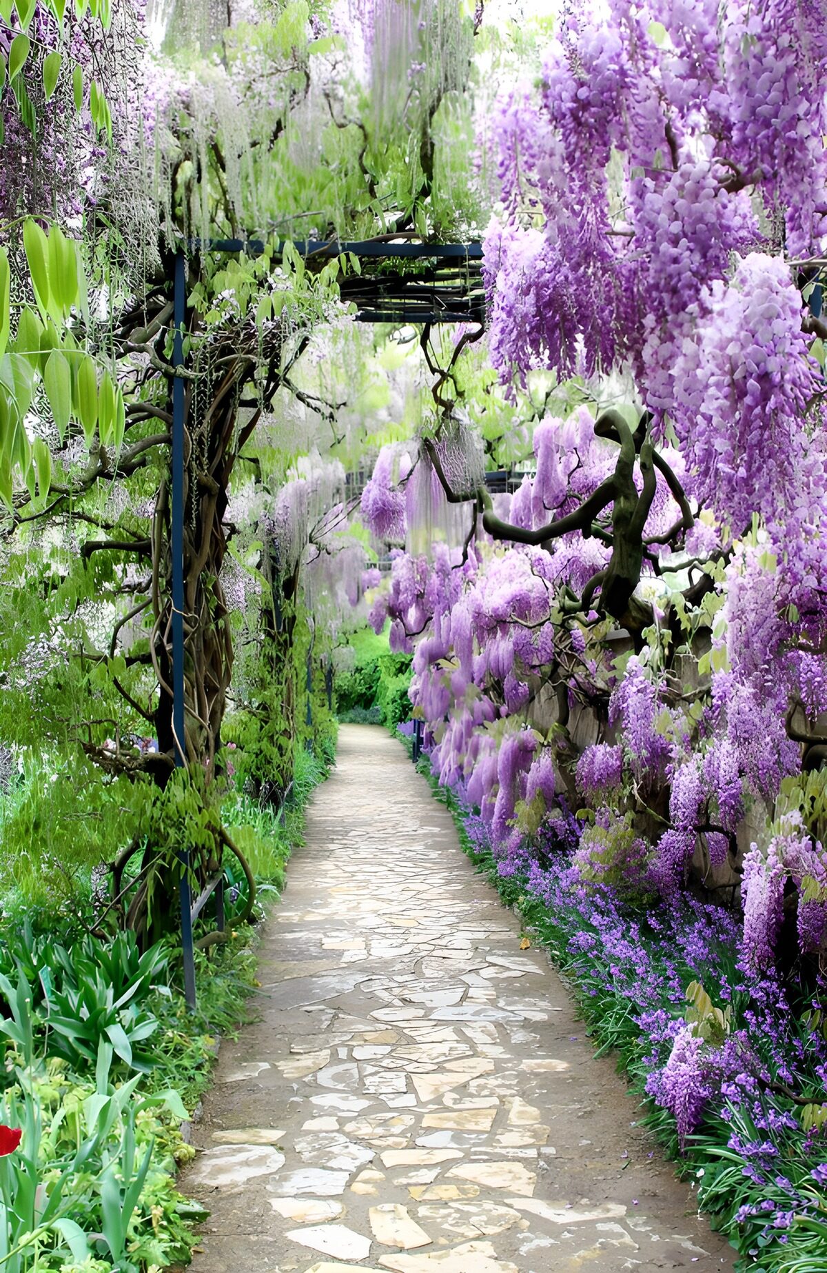 TPFR14761: Sentier sous les glicines en fleurs