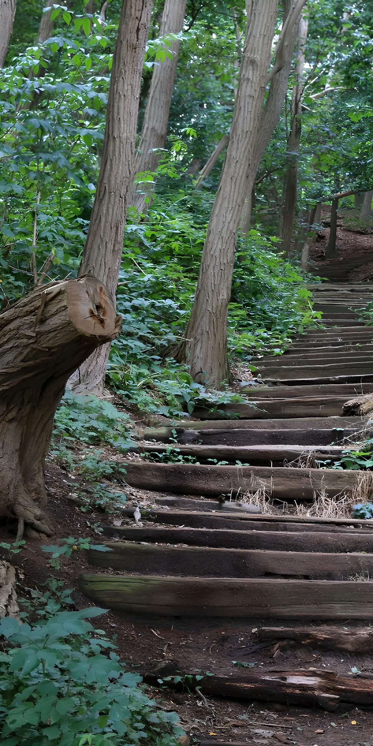 TPFR68408: Escaliers en bois dans la forêt
