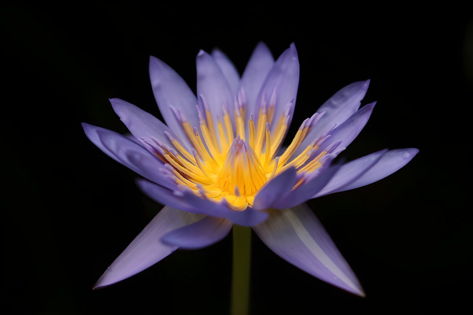 TPFR59336: Fleur de lotus violet