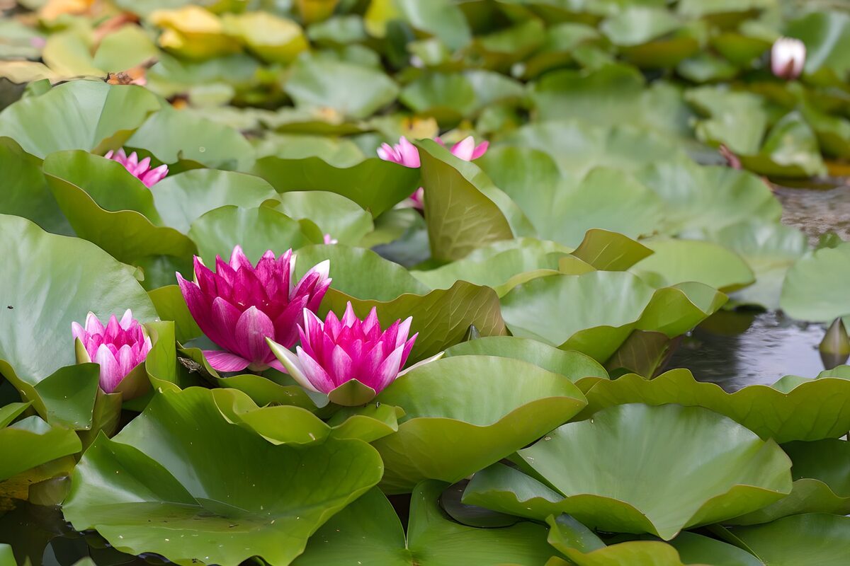 Éclat de nénuphars en fleurs