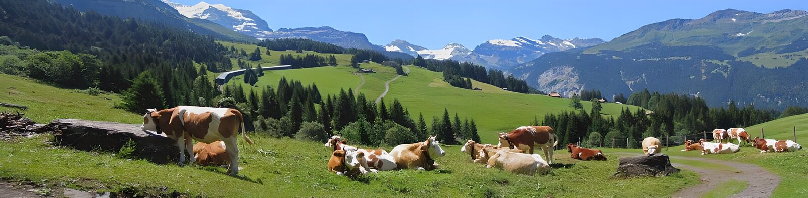 TPFR35313: Vaches paisibles en alpage