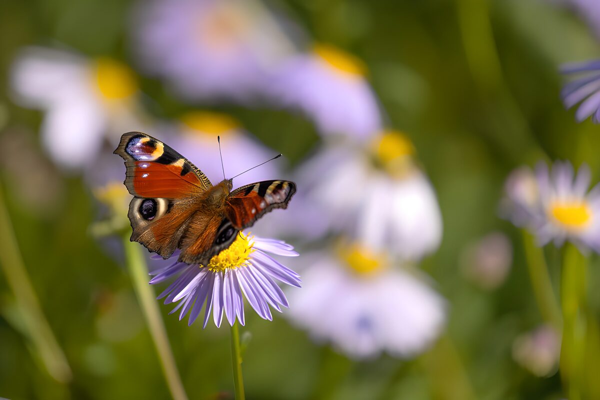 TPFR57435: Papillon sur une fleur colorée