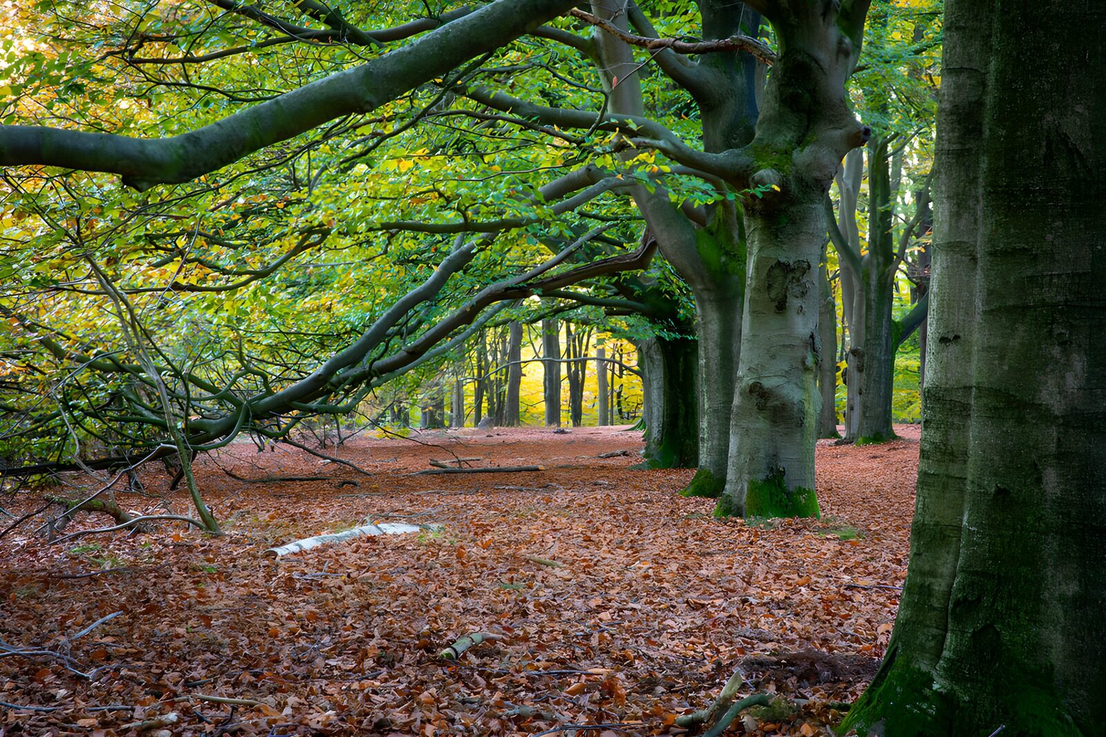 TPFR43092: Forêt en Automne: Couleurs et Ombres