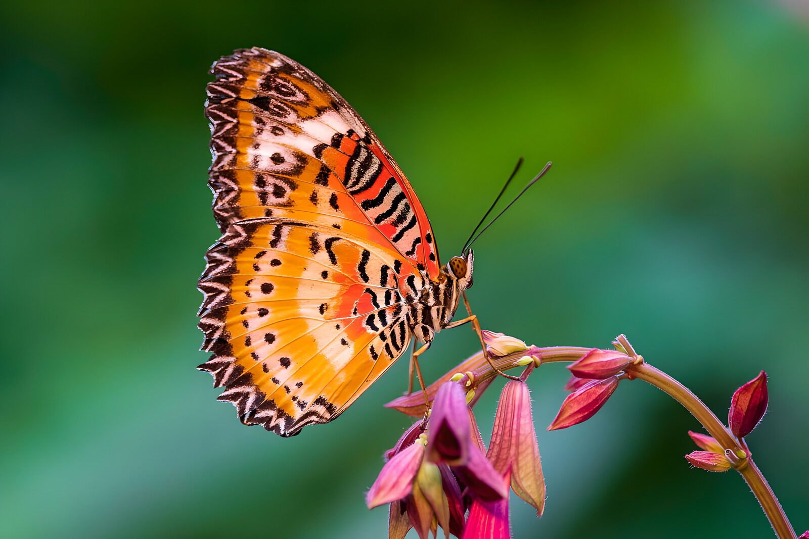 TPFR27501: Papillon coloré sur une fleur délicate
