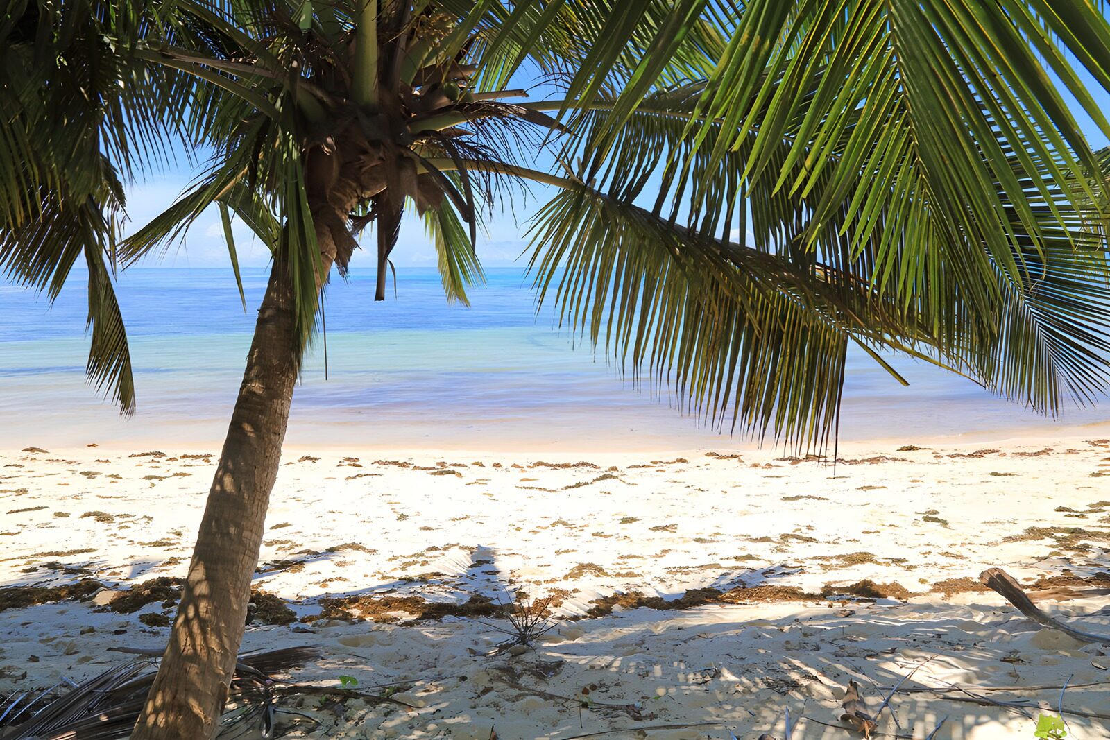 TPFR24536: Plage paisible sous un palmier