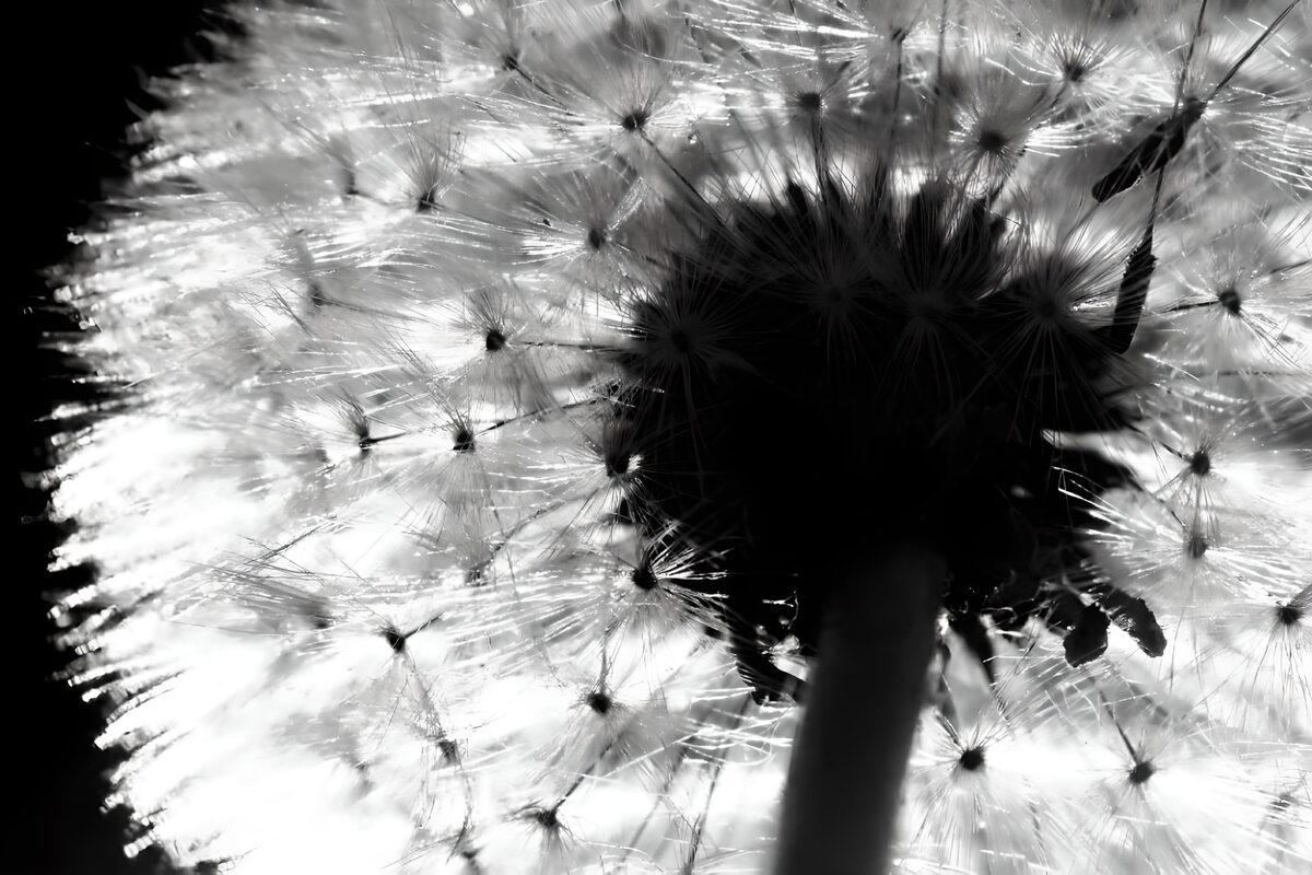 Photo de fleurs 45