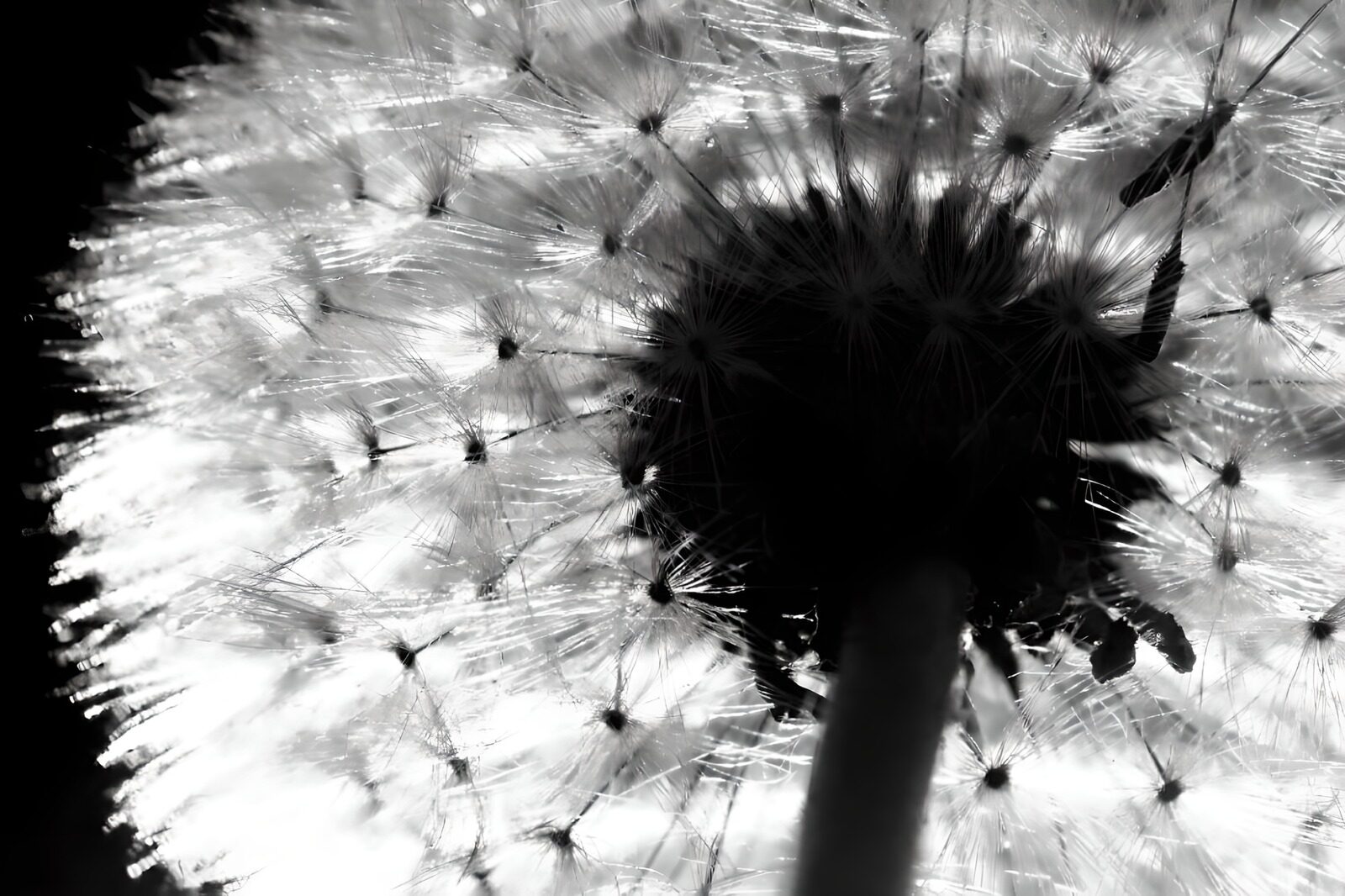 TPFR51389: Photo de fleurs 45