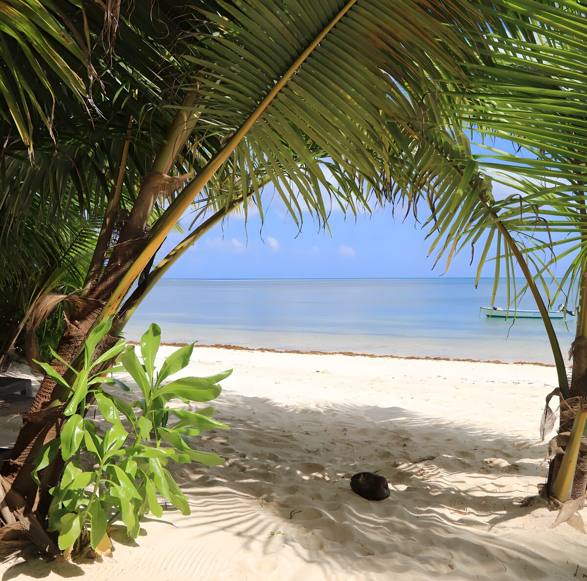 TPFR78970: Plage tranquille sous les palmiers