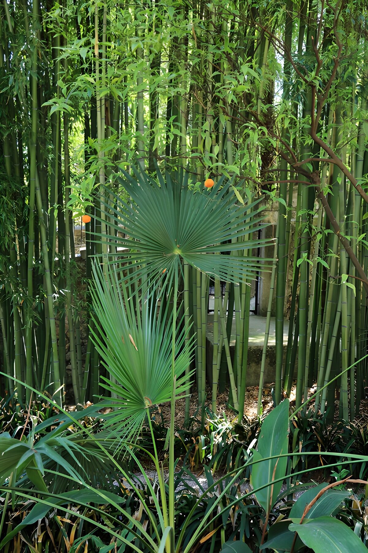 TPFR47308: Verdure luxuriante de bambou