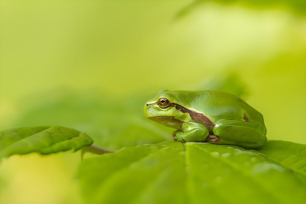 Grenouille verte sur une feuille