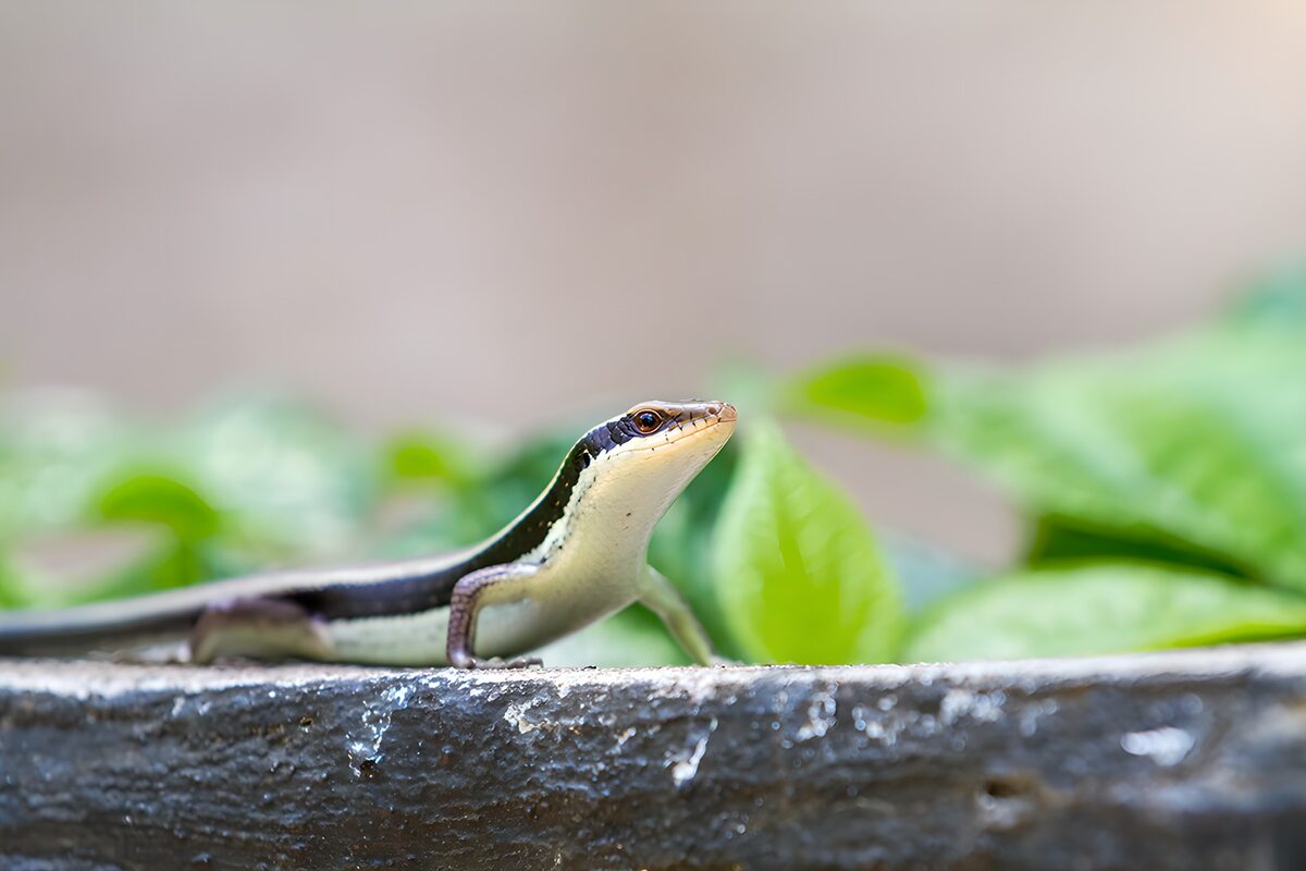 TPFR99265: Lézard coloré sous les feuilles