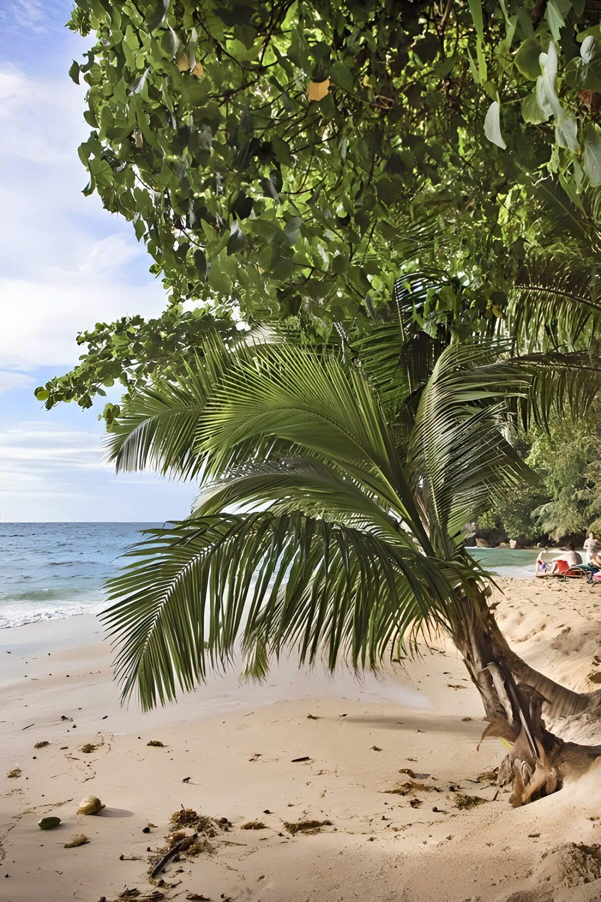 TPFR45323: Plage paisible sous un ciel bleu éclatant