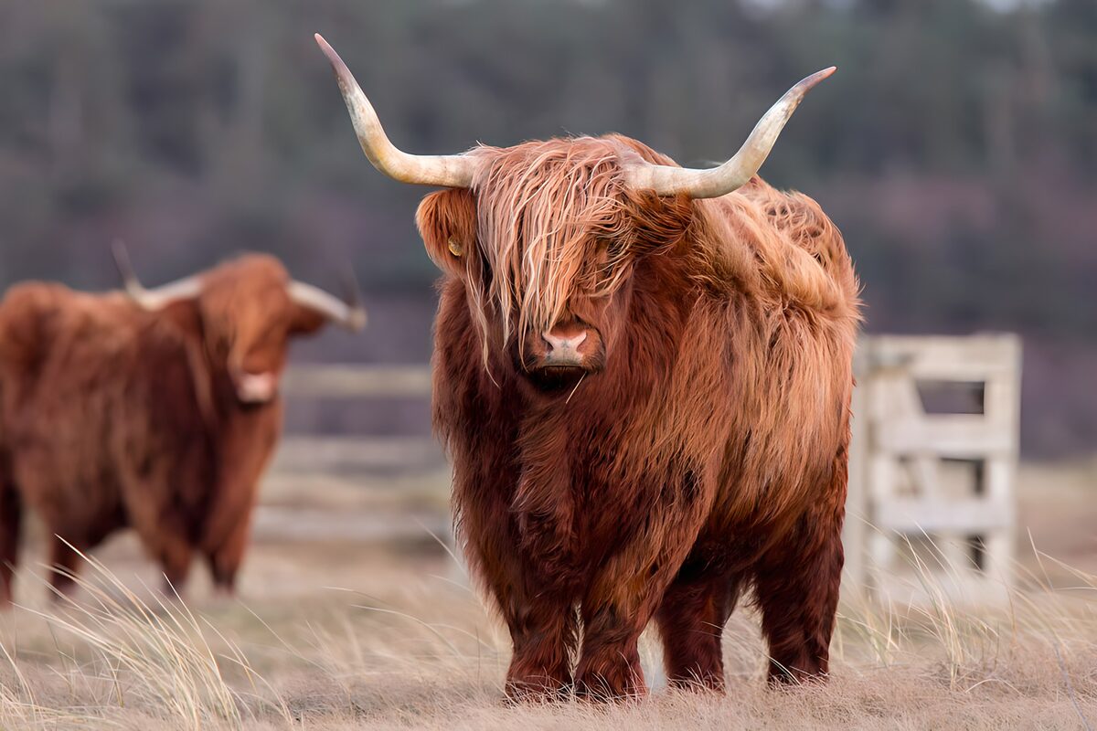 TPFR54529: Vache Highland majestueuse