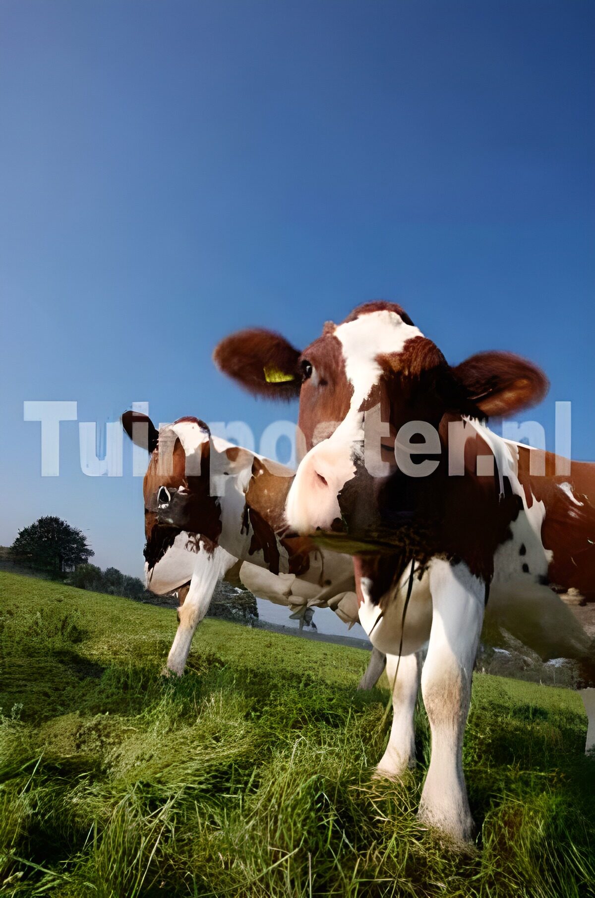 Vaches dans une prairie 1
