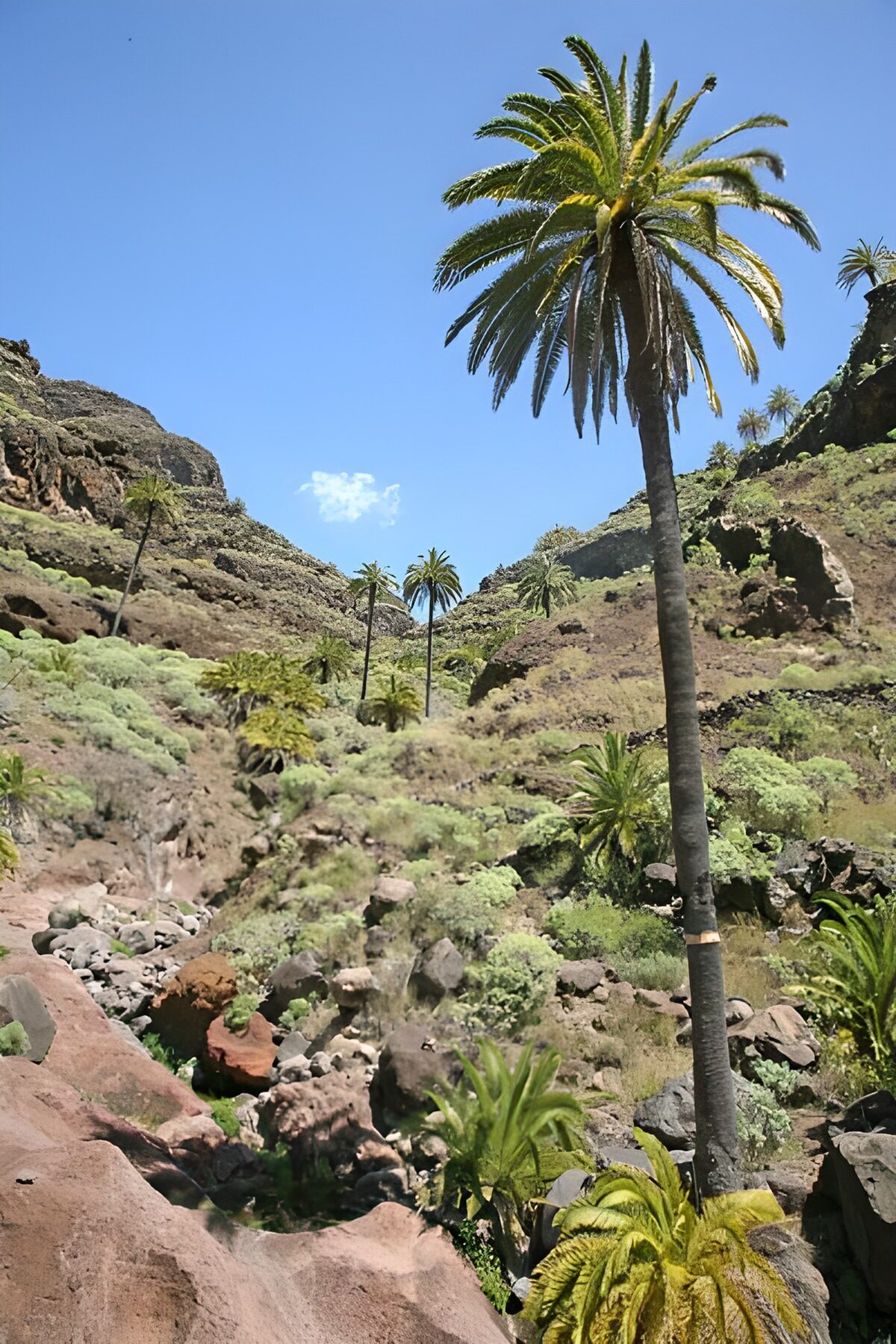 TPFR43711: La Gomera 15