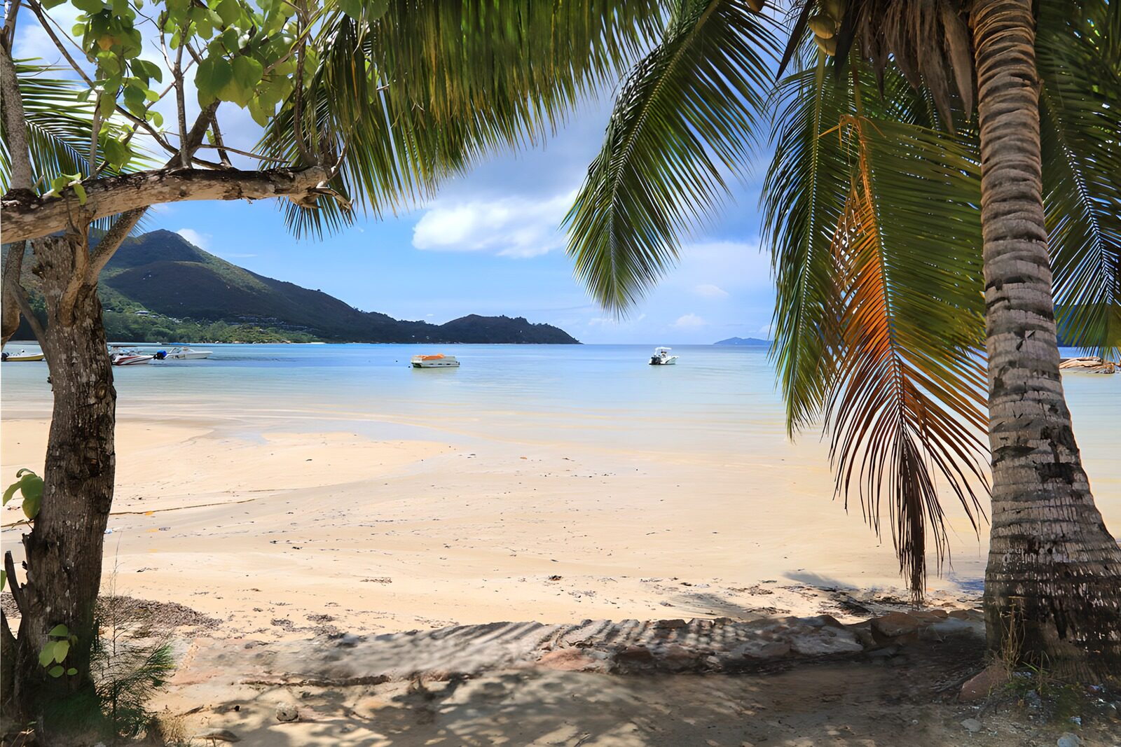 TPFR80342: Plage tranquille entourée de palmiers