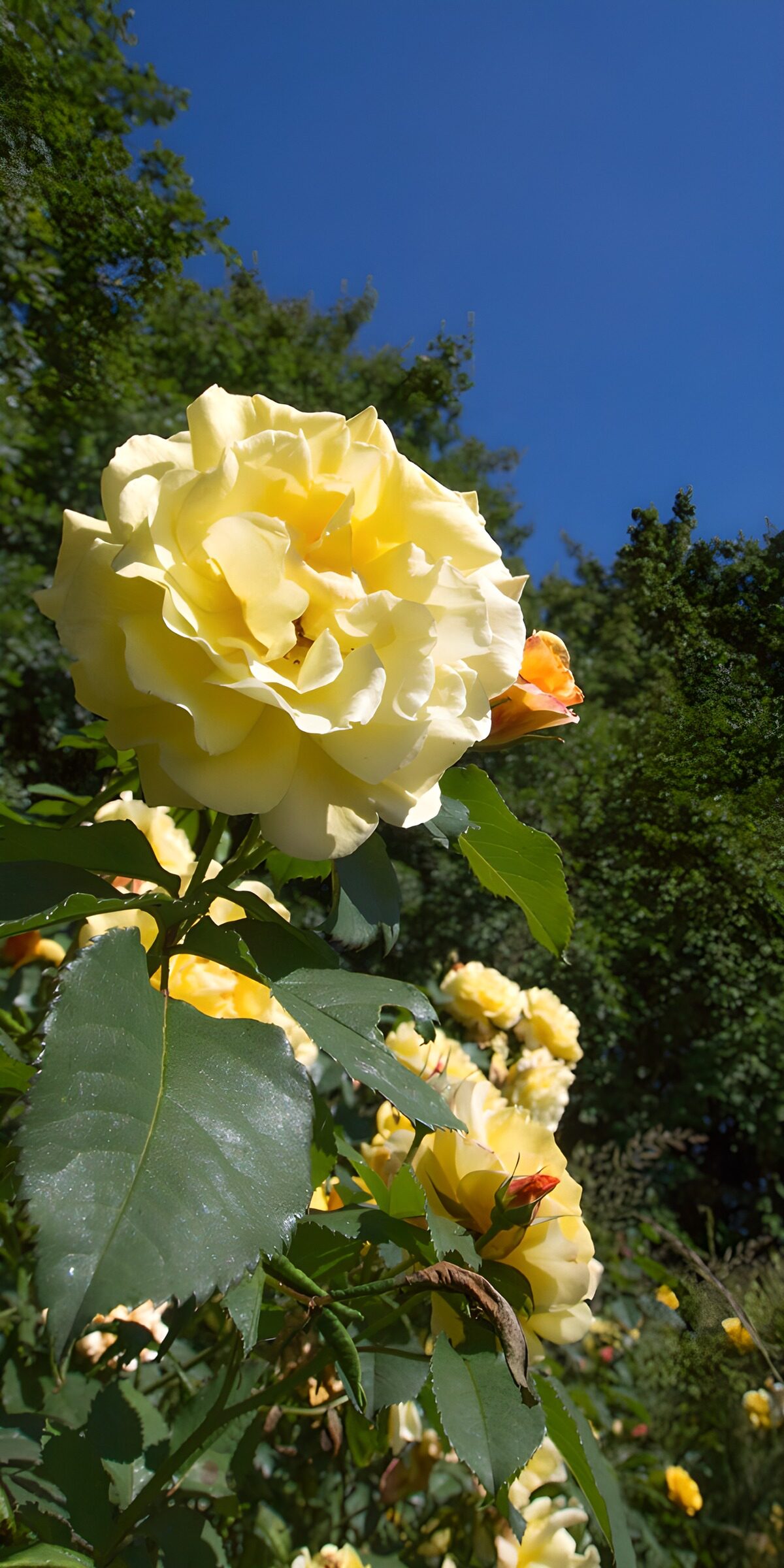TPFR23965: Roses jaunes sous le ciel bleu