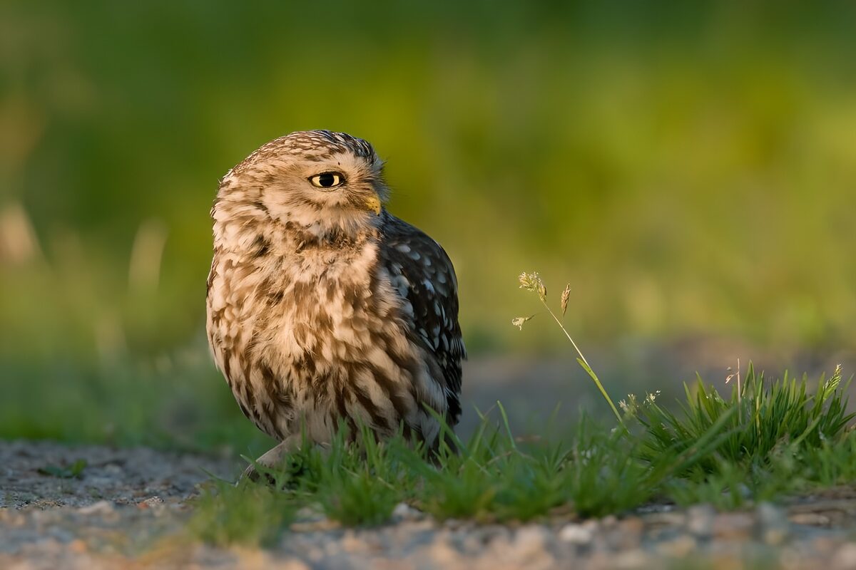Hibou petit en pleine nature