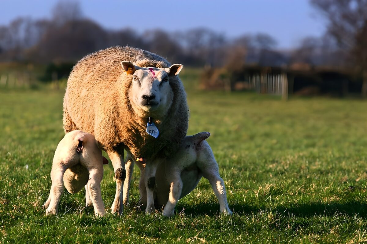 TPFR41453: Mouton avec ses agneaux dans un pré