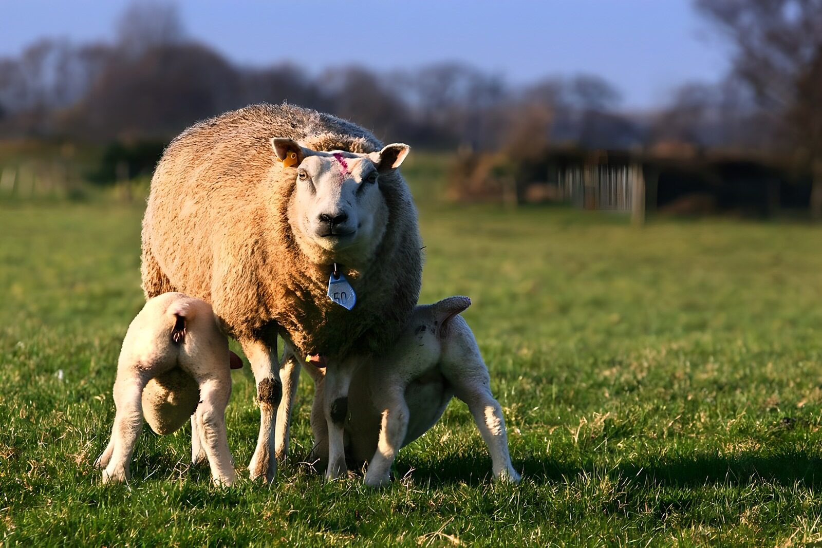 TPFR41453: Mouton avec ses agneaux dans un pré