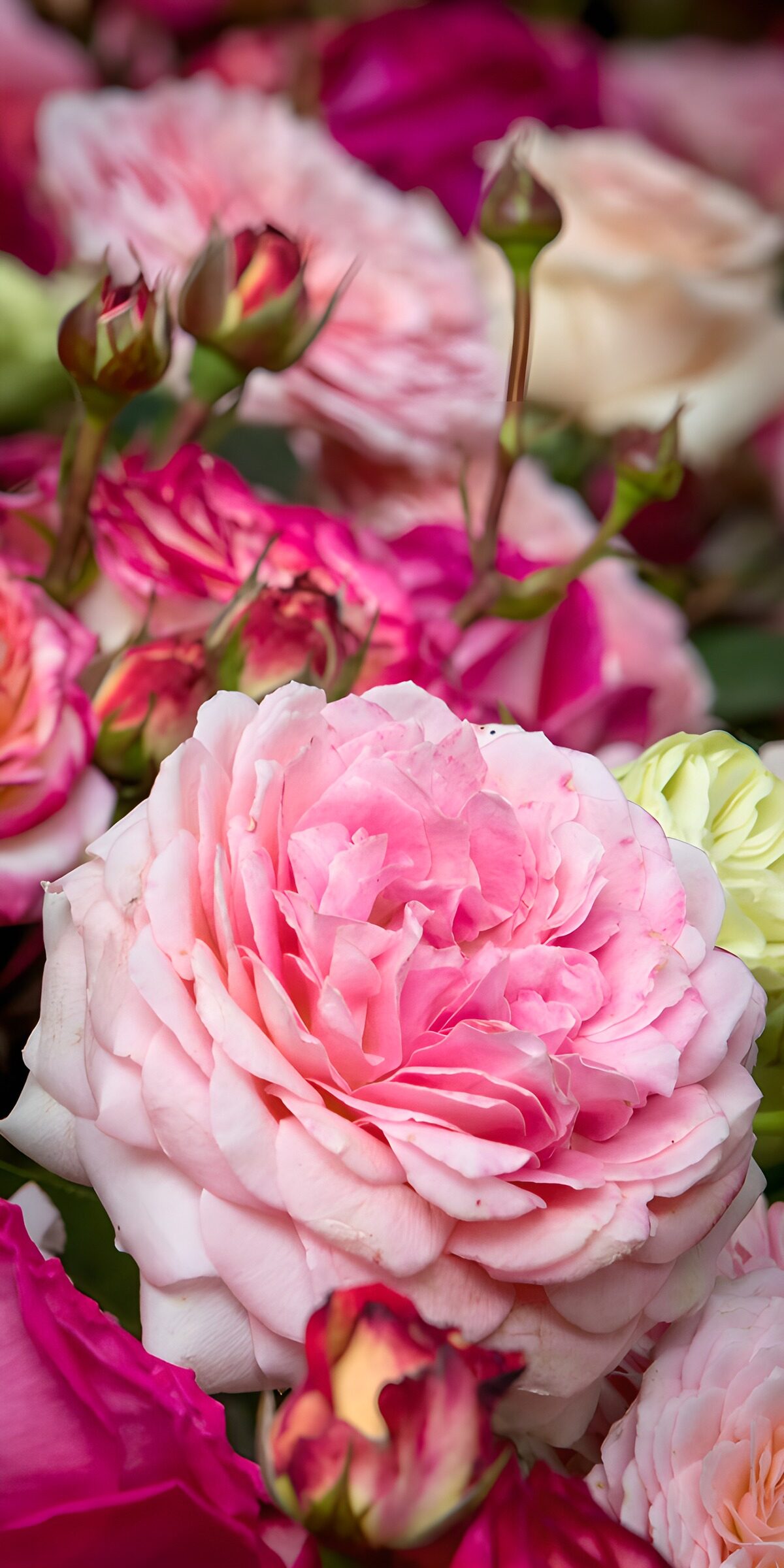 TPFR89750: Beauté des roses en fleurs