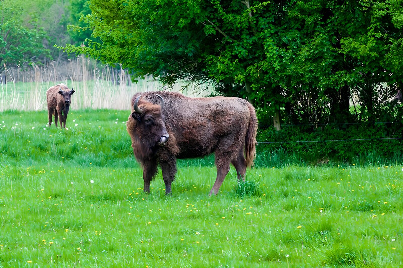 TPFR86365: Bison dans la prairie verdoyante