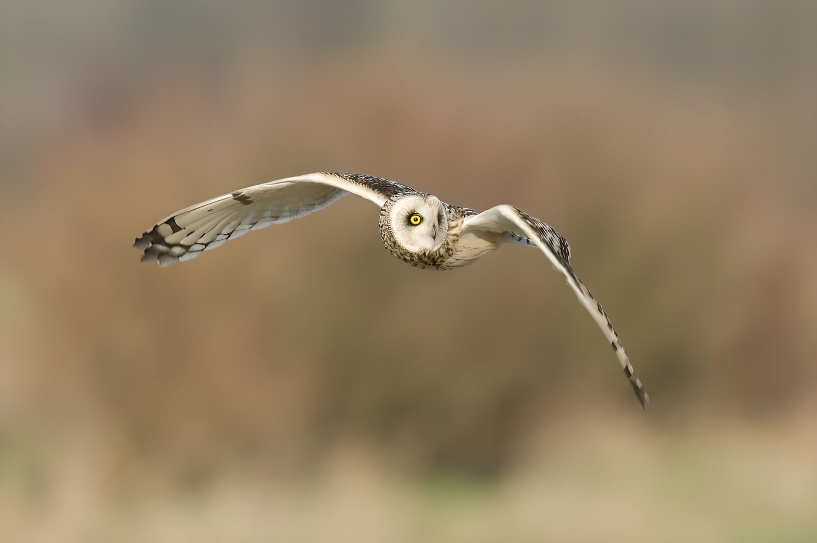 TPFR57487: : Hibou en plein vol majestueux
