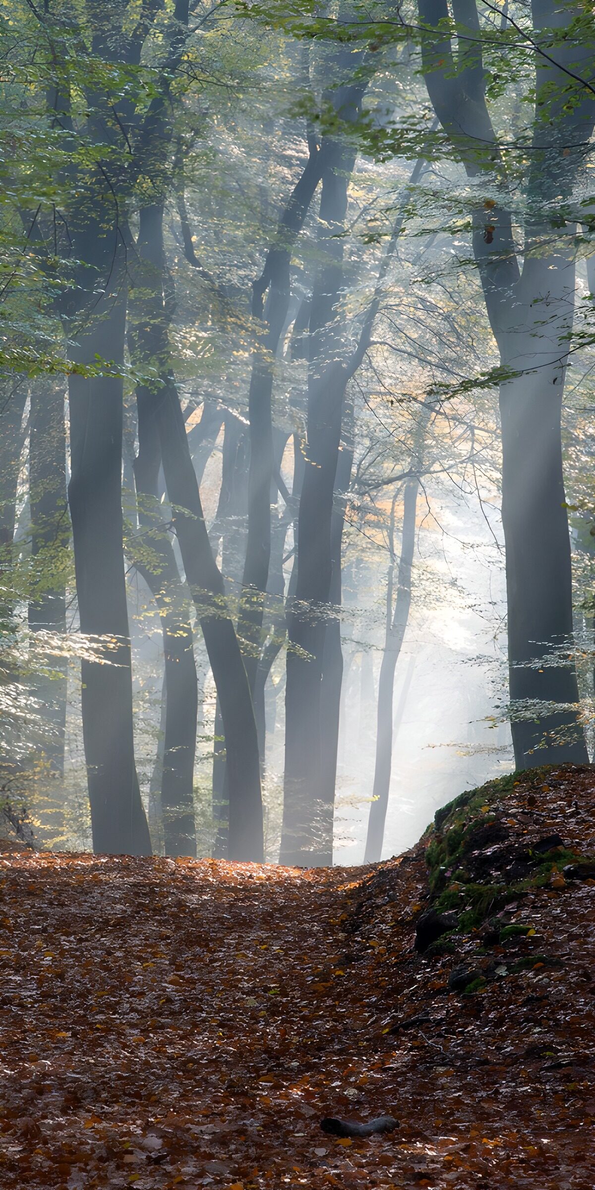 TPFR40131: : Forêt enchantée au crépuscule