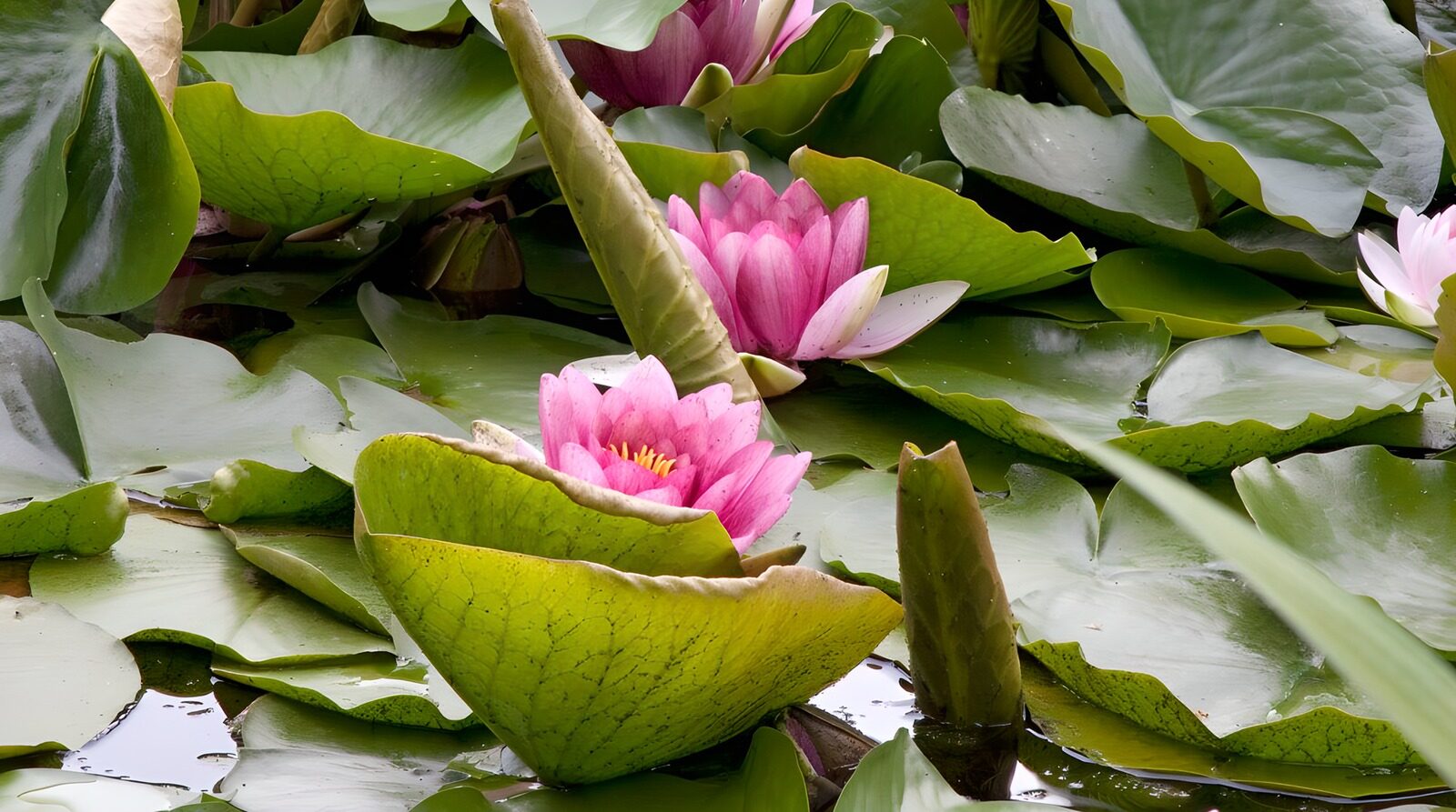 TPFR75271: Nénuphars en fleurs au soleil
