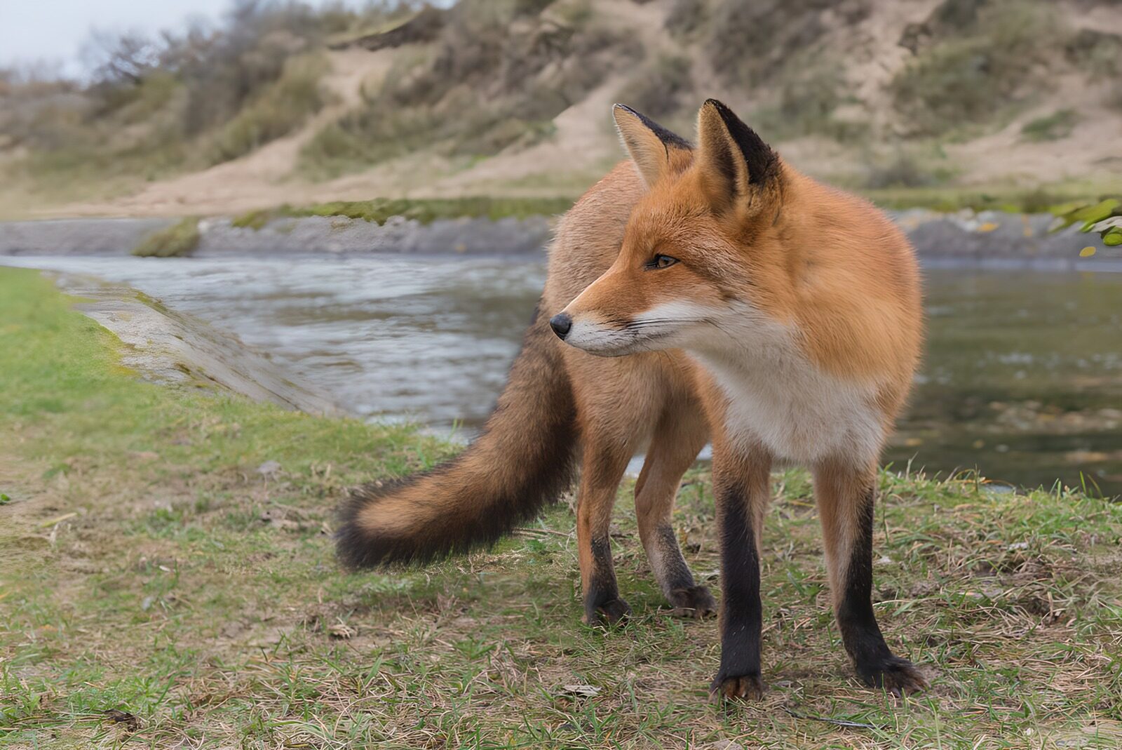 TPFR70401: Renard à la rivière