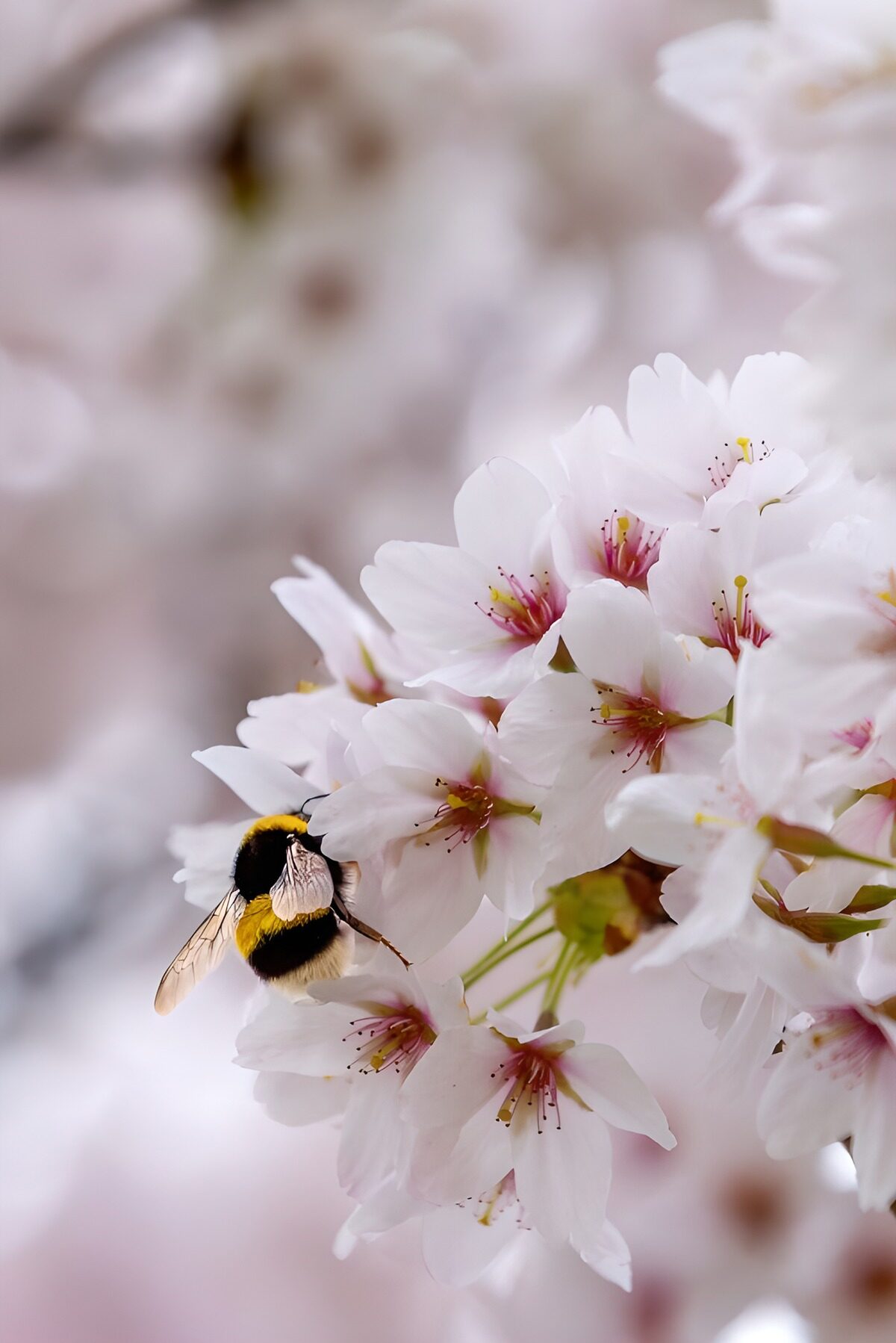 TPFR50136: Abeille sur fleurs de cerisier en fleurs