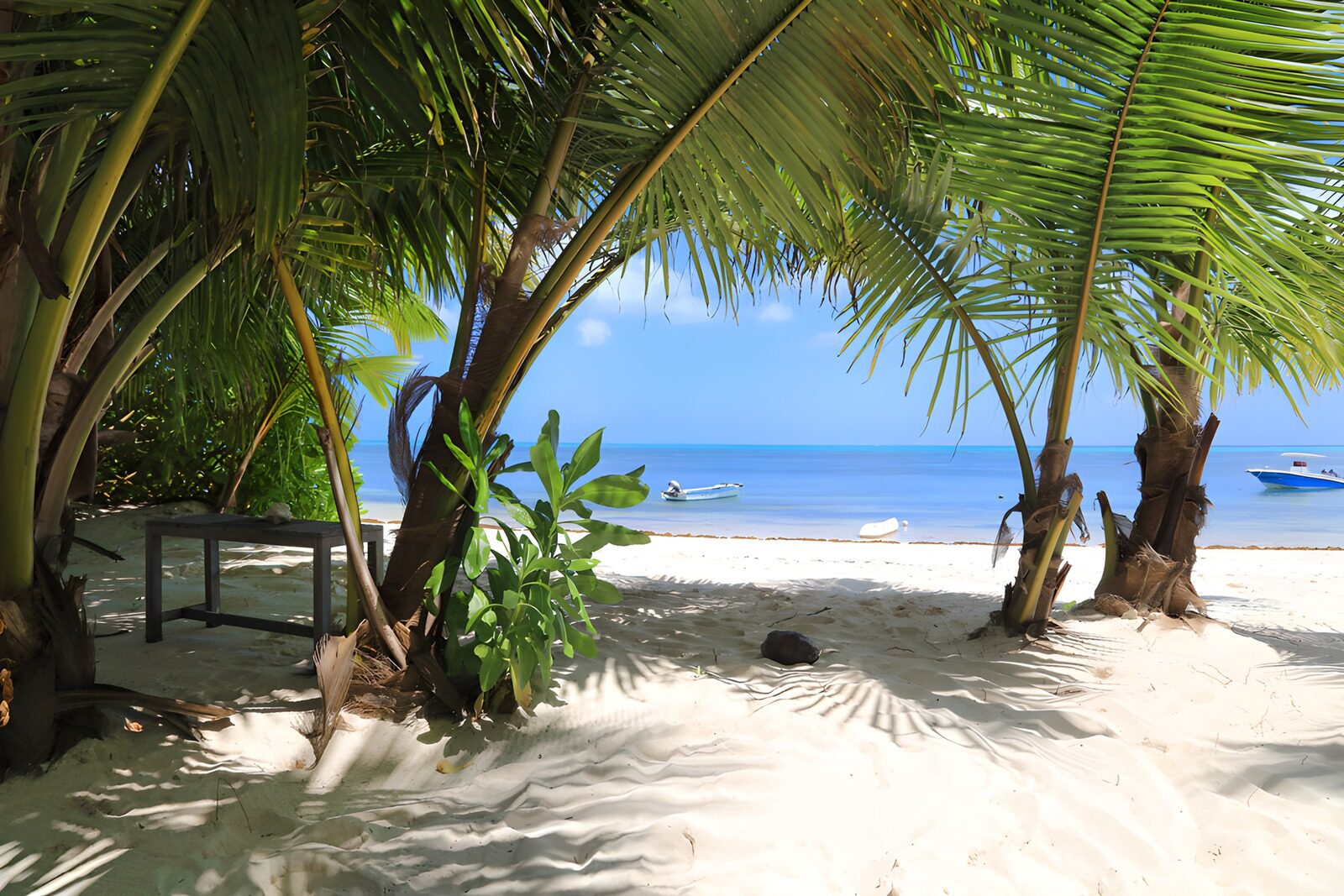 TPFR39486: Plage paisible sous les palmiers