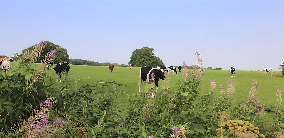 Vaches paisibles dans un champ verdoyant