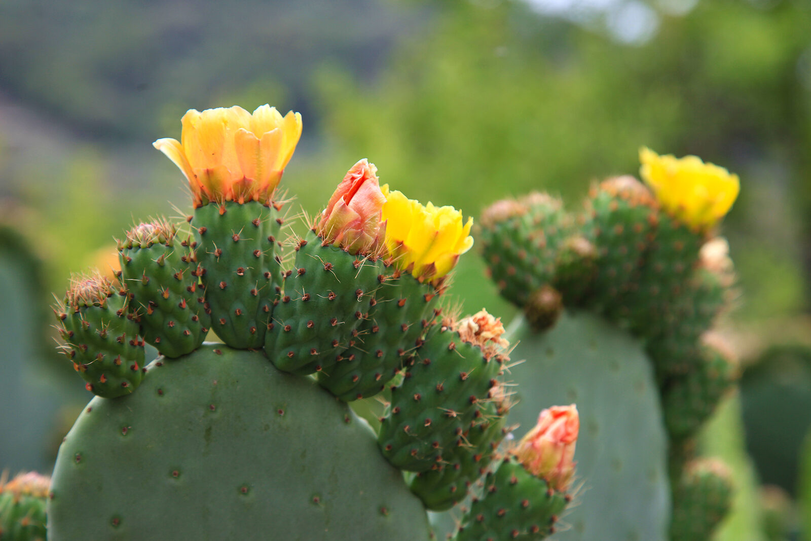 TPFR60083: Fleurs de cactus en floraison