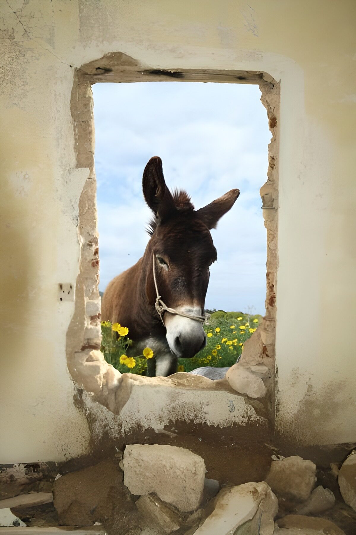 Âne regardant à travers un trou dans un mur