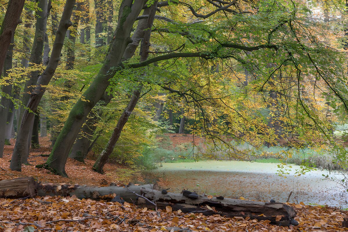 Forêt d'automne paisible et sereine