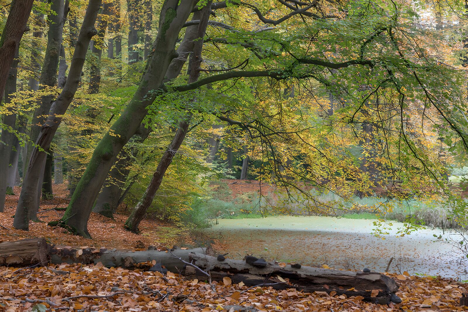 TPFR56036: Forêt d'automne paisible et sereine