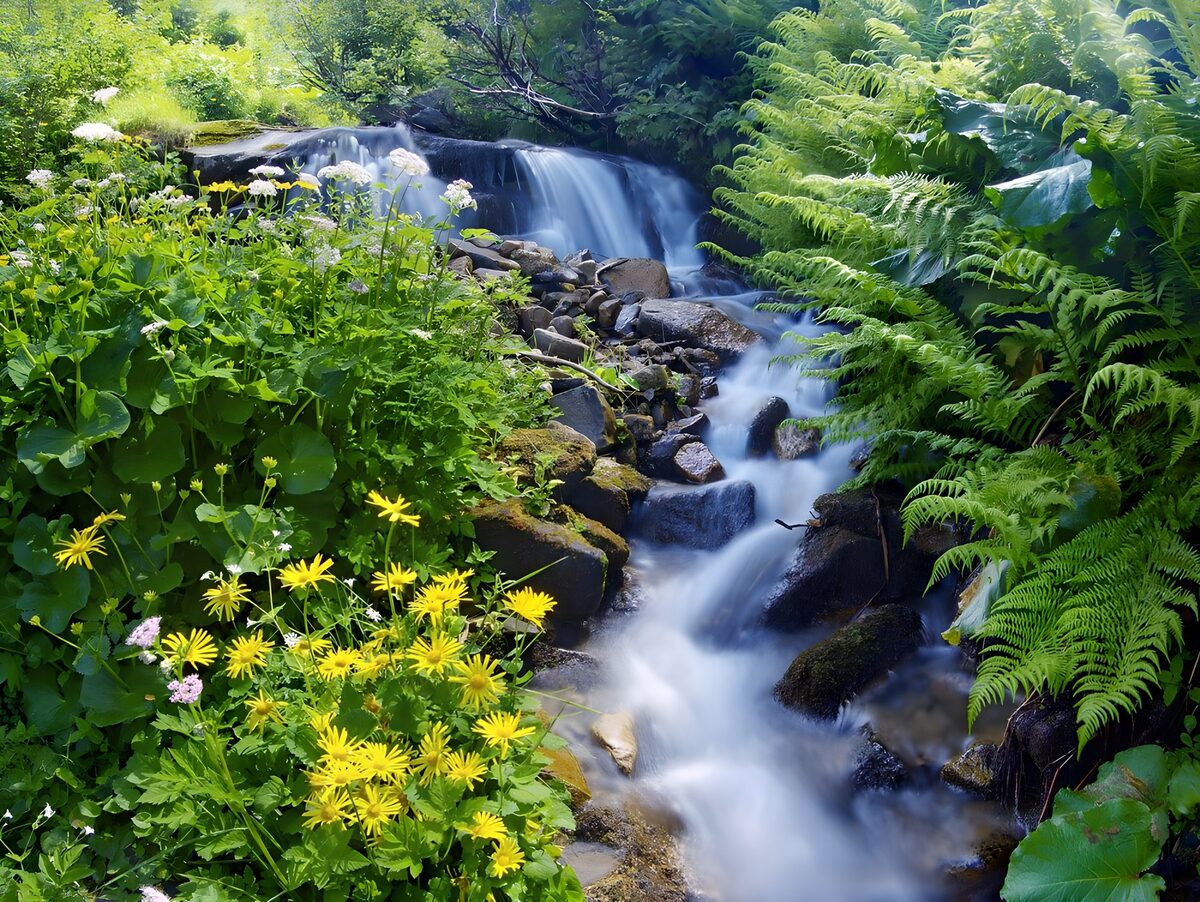 Cascade de fleurs et d’eau