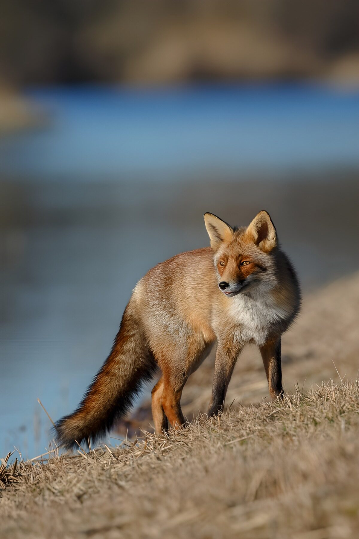 TPFR45483: Renard aux abords de l'eau