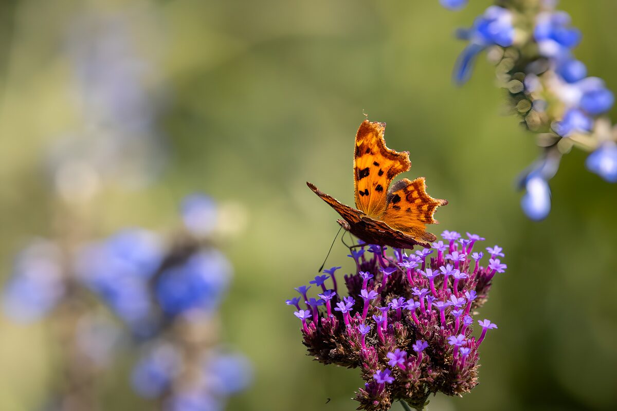 Papillon sur une fleur vibrante